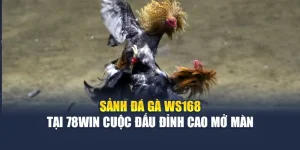 Sảnh Đá Gà WS168 Tại 78win – Cuộc Đấu Đỉnh Cao Cho Những Tay Cược Bản Lĩnh